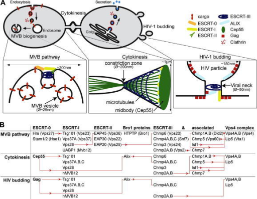 The Three ESCRT Pathways. (A) In The MVB Pathway ESCRT- | Open-i