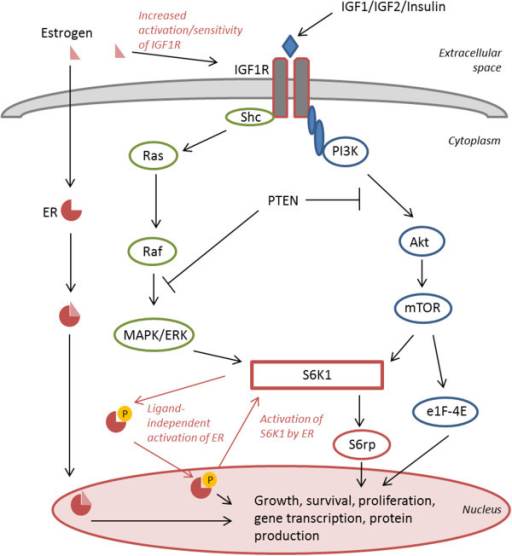 Schematic illustration of the IGF1R/mTOR signaling path | Open-i