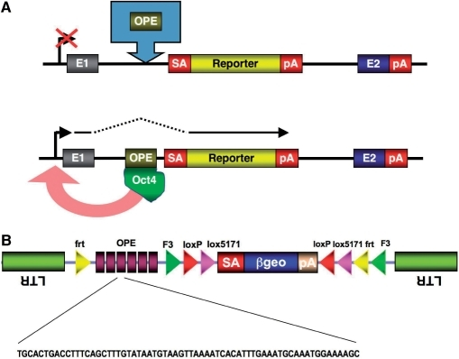 Graphic illustration of enhanced gene trapping. (A) Mec | Open-i