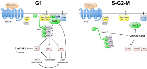 Cdk1 restricts the pheromone response pathway to the G1 | Open-i