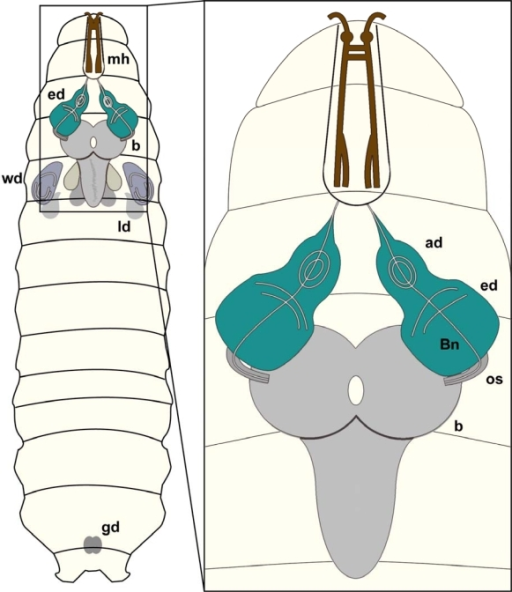 Drosophila Larval Cnsschematic Overview Of A Drosophil Open I