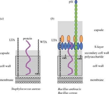 Envelope structures of Gram-positive bacteria. (a) Stap | Open-i