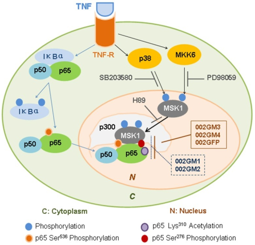 Overview Of The Phosphorylation Pathways Inhibits By Or Open I