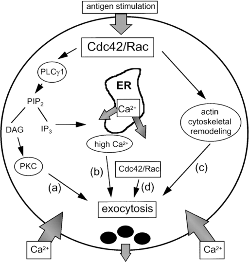 Model For The Roles That Cdc42 And Rac Play In Stimulat | Open-i