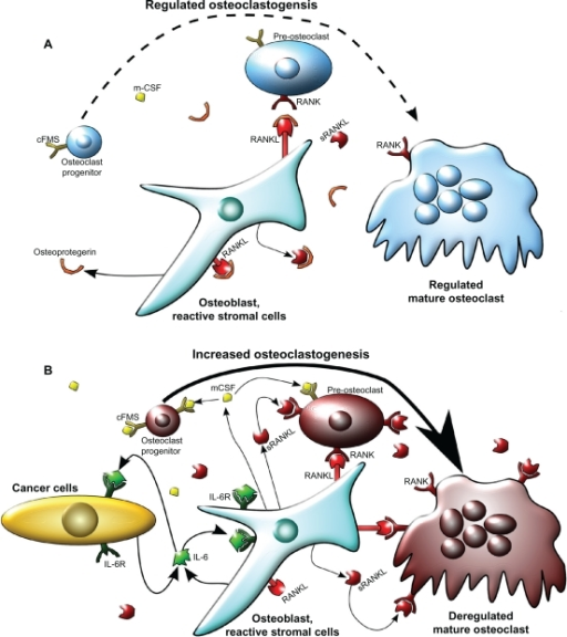 Model of osteoclastogenesis during bone homeostasis and | Open-i