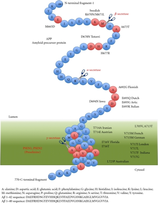 Amyloid Precursor Protein App Cleavage And Mutation Open I