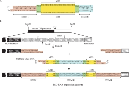 (A) Representative structure of the TuD RNAs. (B) Schem | Open-i