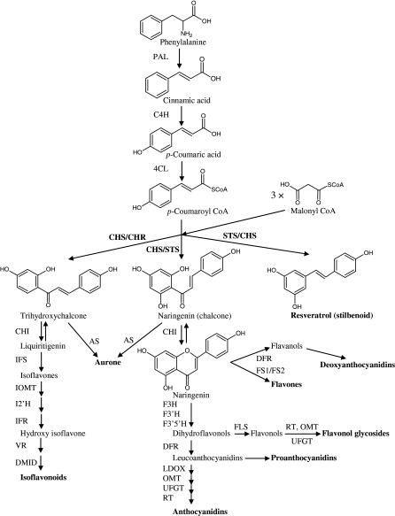 Flavonoid biosynthetic pathway. ANS anthocyanidin synth | Open-i