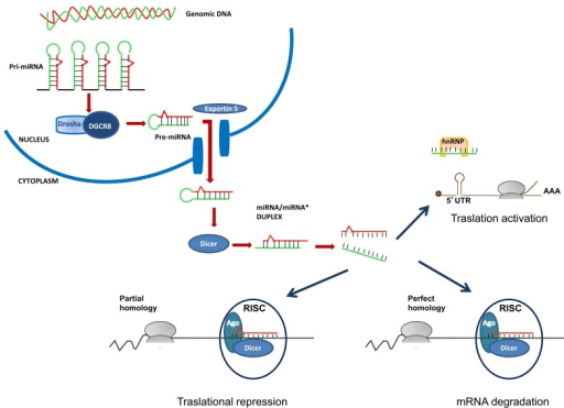 Schematic diagram of miRNA biogenesis and translational | Open-i