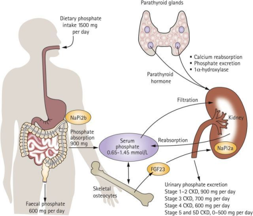 Phosphate homeostasis is dysregulated in patients with | Open-i