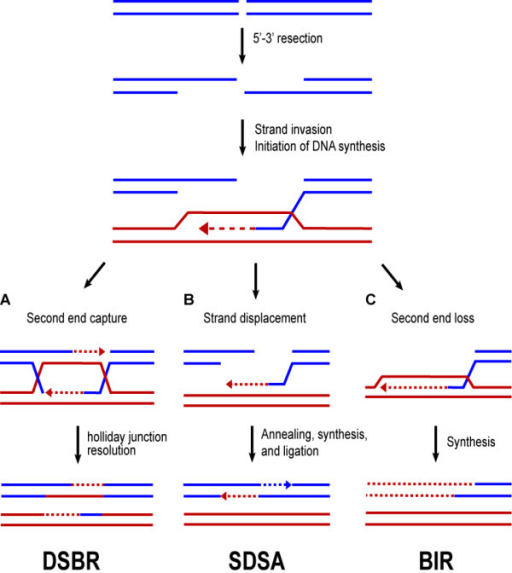 does how c work break of DSBs recombination. can repaire homologous be Models