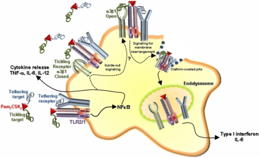 Model.Free Bacterial Lipopeptide Is Bound To Host Prote | Open-i