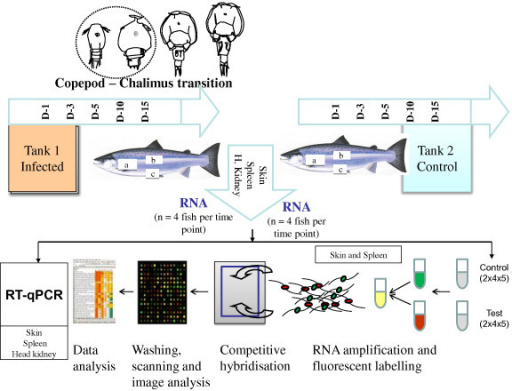 Set-up of the experiment. Atlantic salmon was challenge | Open-i