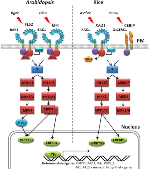 Models for pattern recognition receptor-mediated phosph | Open-i