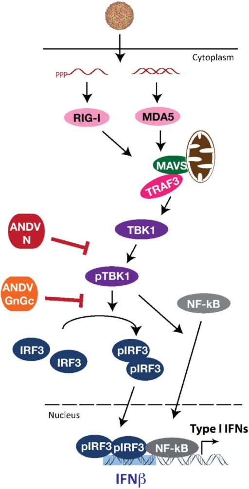 Schematic of ANDV N and GnGc protein regulation of TBK1 | Open-i