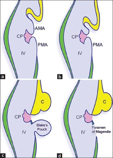 Embryonic sequence of events in the development of the | Open-i