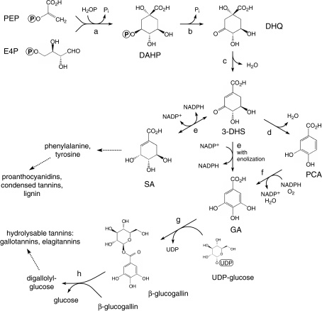 Synthesis Of Gallic And Shikimic Acids In Plants. Enzym | Open-i