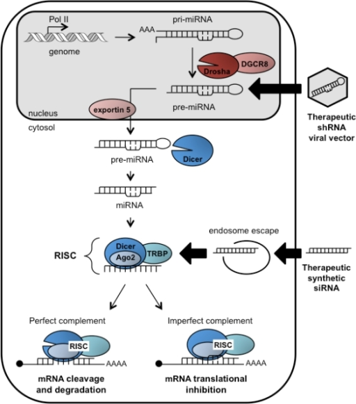 Illustration of the endogenous RNAi pathway and therape | Open-i