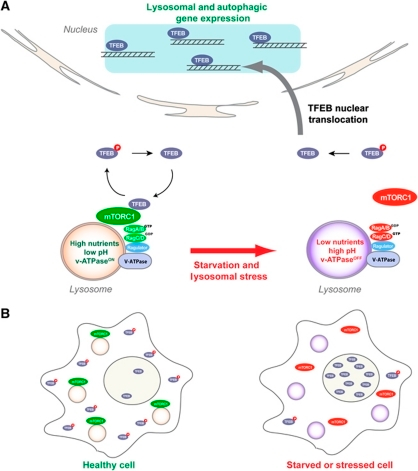 Model Of Lysosomal Sensing And Lysosome-to-nucleus Sign | Open-i