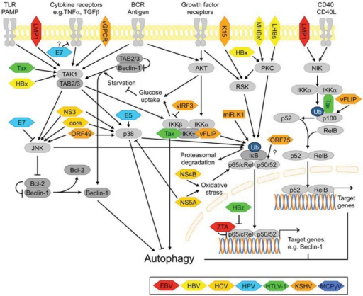 Autophagy Regulation Via The Nf-κb Pathway, And Points 