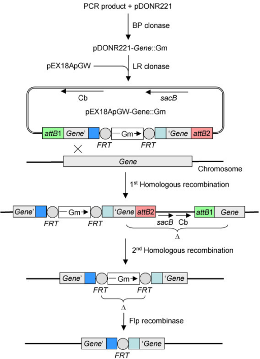 Gateway recombination cloning