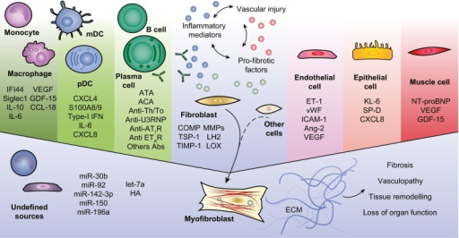 A schematic depiction of biomarkers in systemic scleros | Open-i