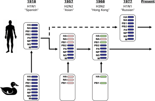 Evolution And Reassortment Of Human Influenza A Viruses Open I