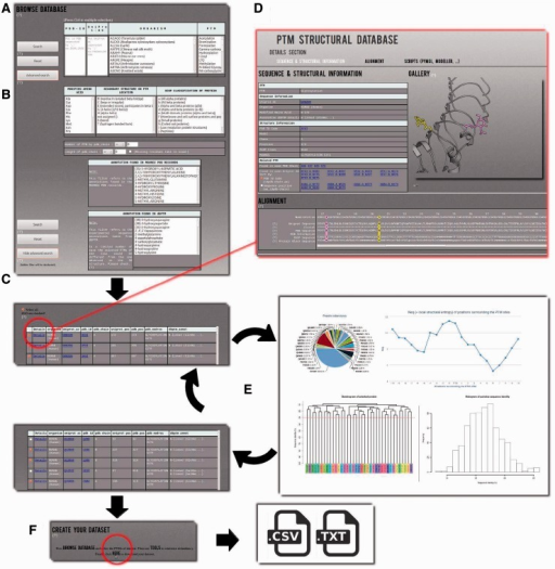 example of ptm sd