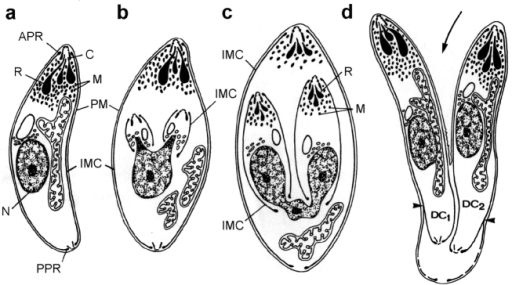 Endodyogeny in T. gondii. Schematic representation of t | Open-i