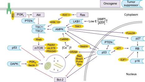 Oncogenes and tumor suppressors associated with the reg | Open-i