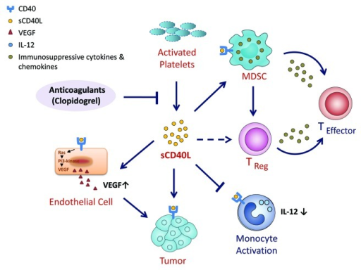 Figure 1. The role of sCD40L in immunosuppression. It | Open-i