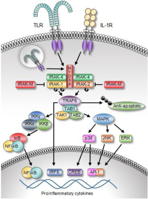 Toll-like receptor and IL-1R family members activate IR | Open-i