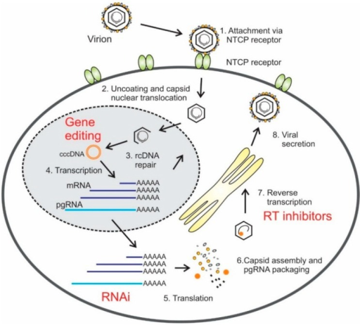 Diagram Of Hepatitis B Virus (HBV) Replication Cycle. A | Open-i