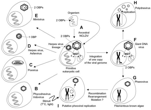 Putative Evolution Of Large DNA Viruses. A Giant DsDNA | Open-i