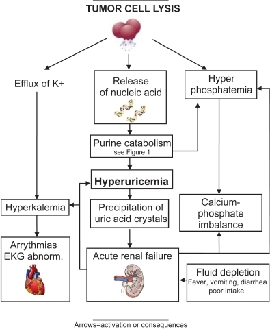 Pathogenesis of tumor lysis syndrome. | Open-i