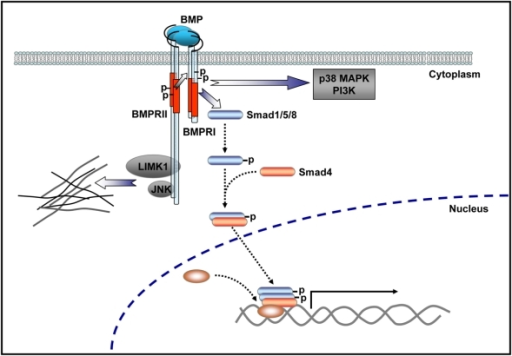 BMP signaling. Smad signaling is initiated upon phospho | Open-i