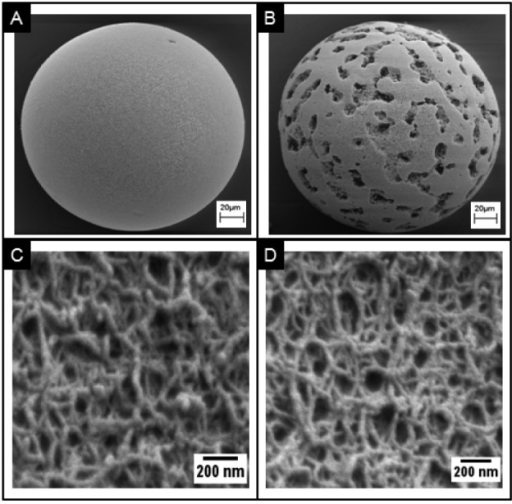 SEM images comparing porous agarose beads. (A) SEM imag | Open-i
