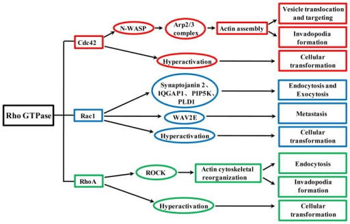 Rac1 Pathway