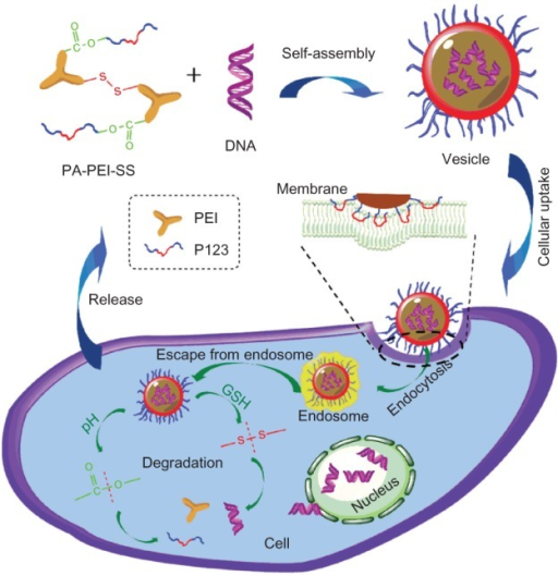 Preparation of the dual-degradable PA-PEI-SS for effici | Open-i