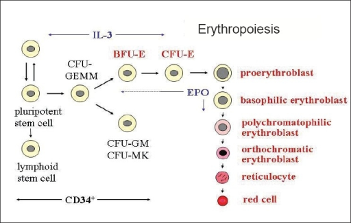 Development Of Mature Red Cell From Pluripotent Stem Ce | Open-i