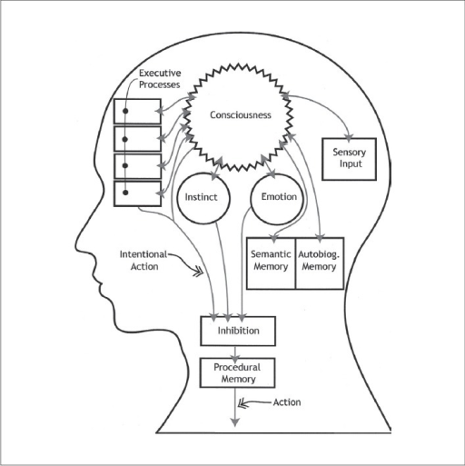Functional diagram of the brain. (This schematic of the ...