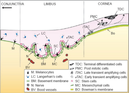 Hypothetical diagram of the limbal stem cell niche. Lim | Open-i