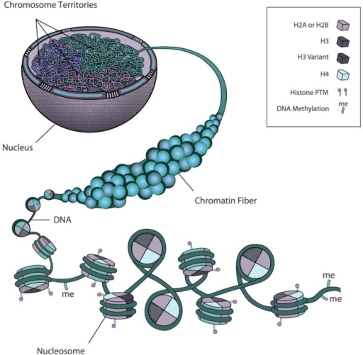 Organizational Network Of Chromatin In The Cell. Scheme | Open-i