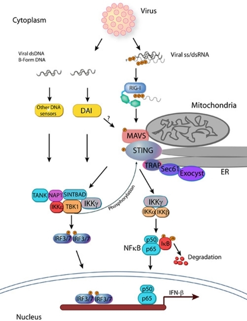 Cytoplasmic recognition of viral nucleic acidsStimulati | Open-i