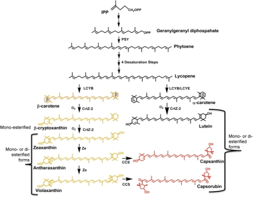 Carotenoid biosynthetic pathway. | Open-i