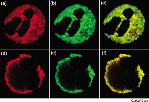 Confocal Laser Scanning Microscopy Images Of Immunostai Open I