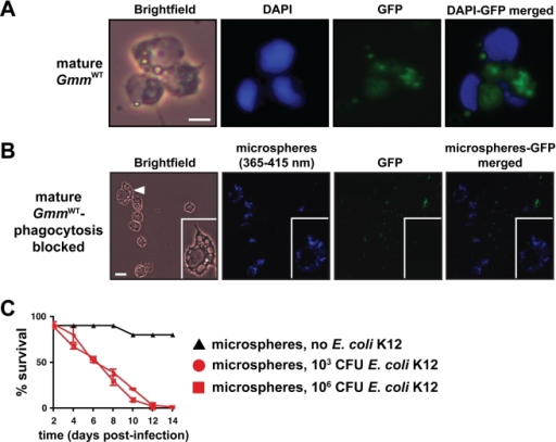dex pixia build for hemocytes dex pixia build for hemocytes