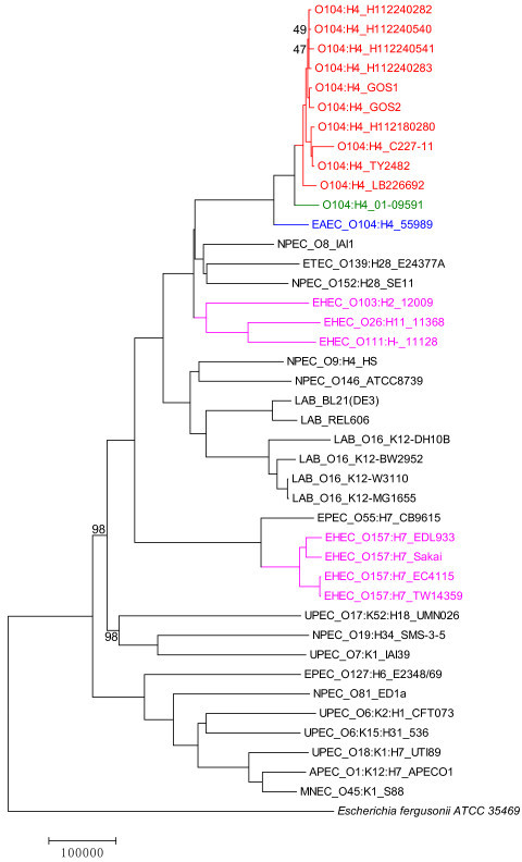 outbreak e coli phylogenetic Whole genome coli. E. tree tree FFP The of