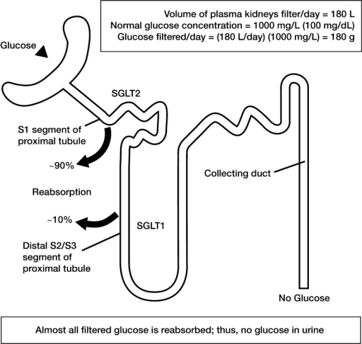 Glucose transporters in the renal proximal tubule. Data | Open-i