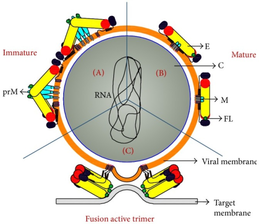 life cycle of dengue virus pdf
